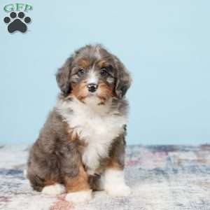 Benson, Mini Bernedoodle Puppy